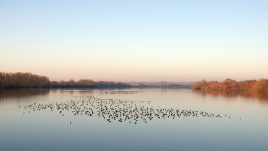 A gorgeous scenic view of a large number of waterfowl floating on the surface of a calm lake at daybreak